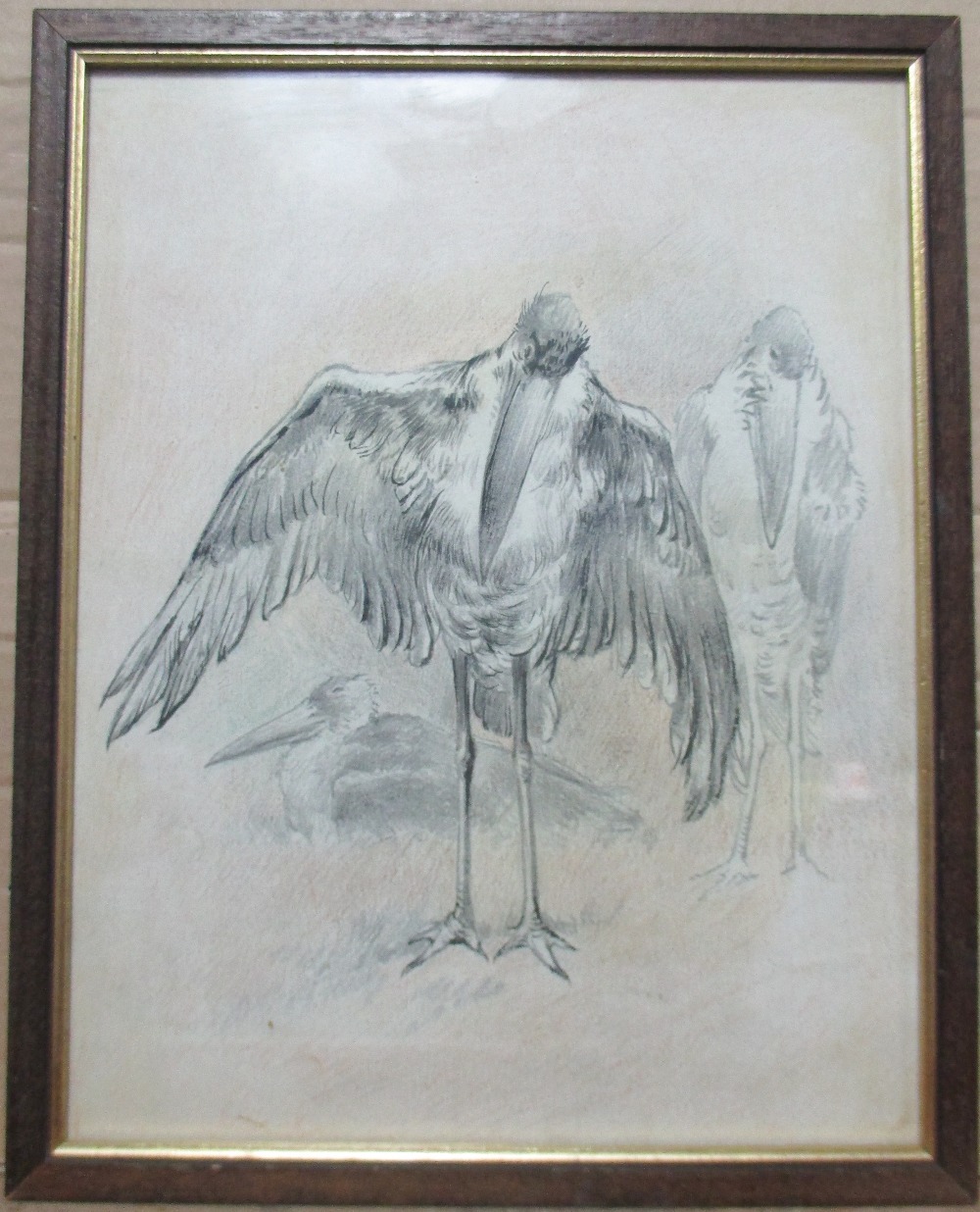 Charles Henry Clifford Baldwyn (British, 1859-1943) Studies of a Greater Adjutant Stork mantling - Image 2 of 6