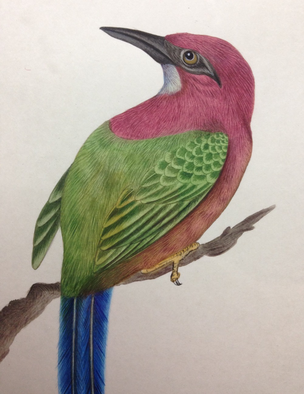 Indian School (19th/20th Century) Four ornothological studies including a Broad-Billed Motmot ( - Image 3 of 10