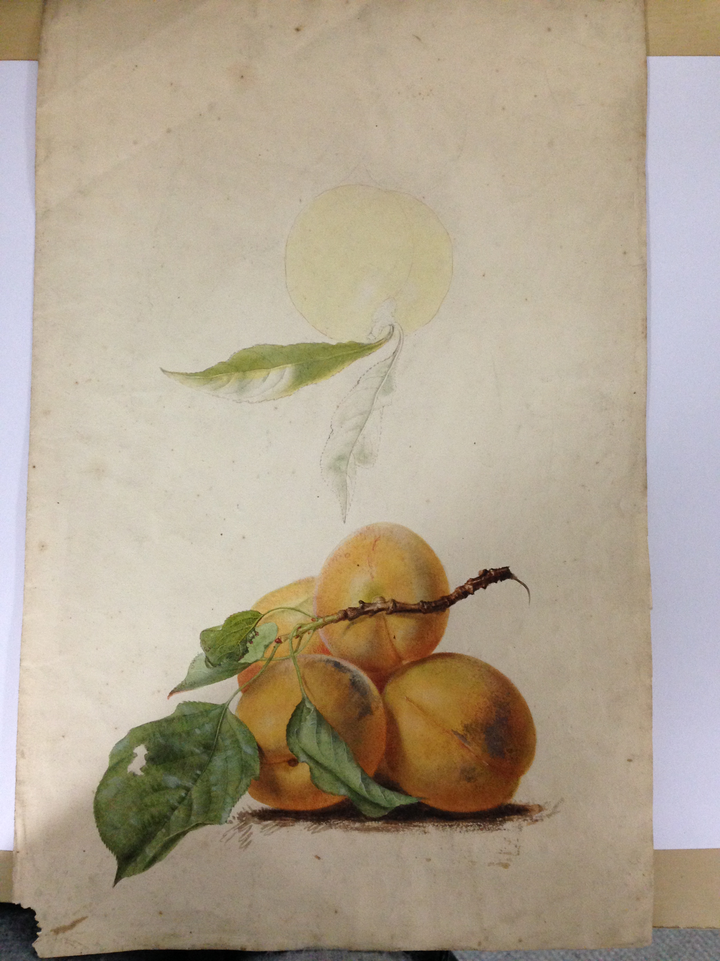 English School (18th Century) Studies of roses, plums, nectarines and apples watercolour, one - Image 5 of 11