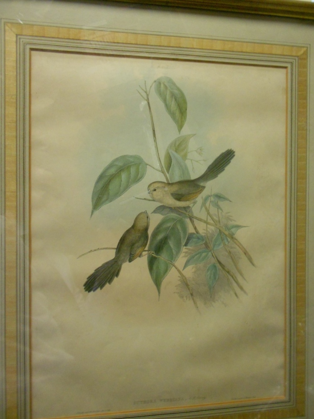 After John Gould (1804-1881) and Henry Constantine Richter (1821-1902) A Vinous-Throated - Image 2 of 10