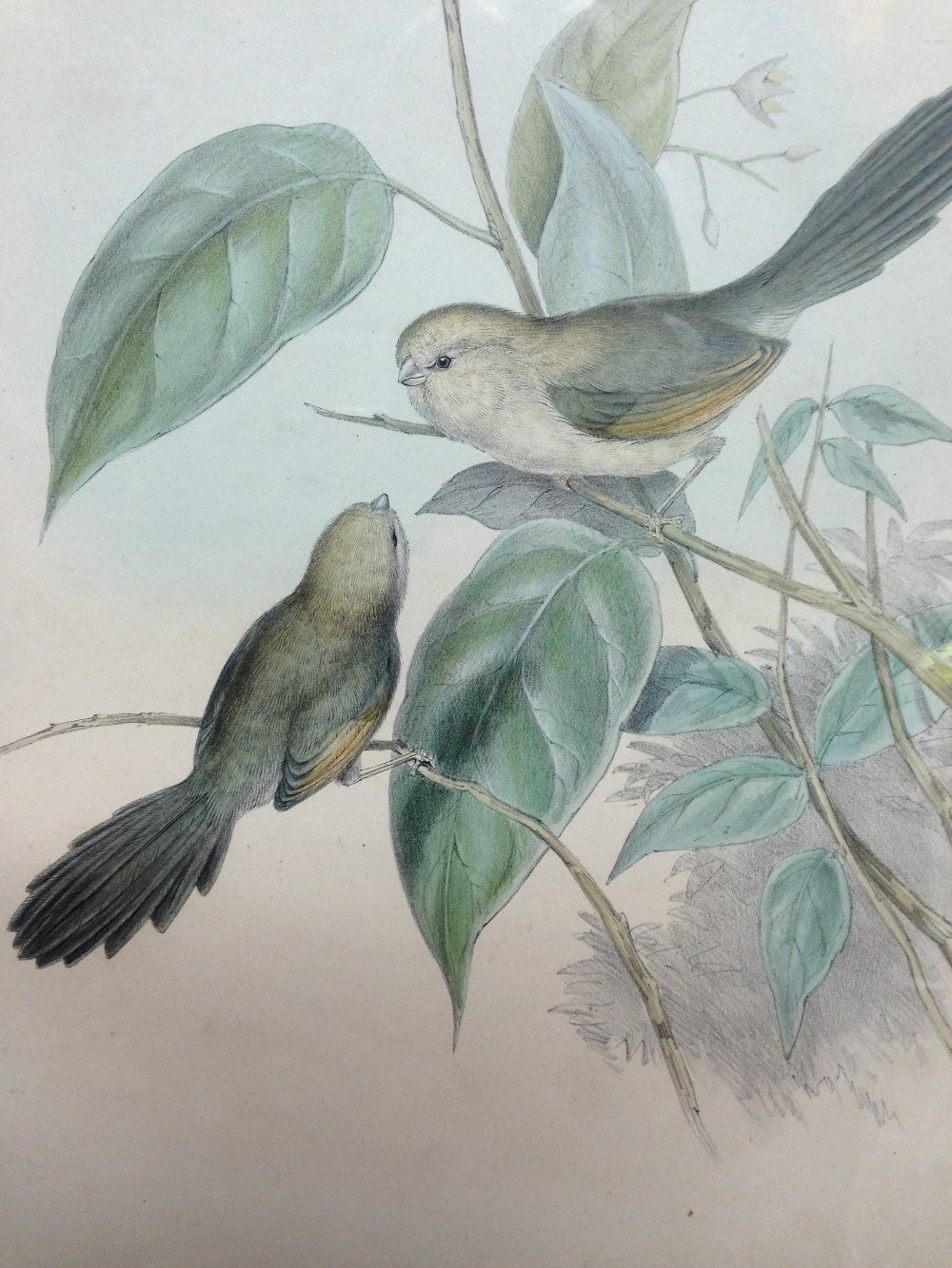 After John Gould (1804-1881) and Henry Constantine Richter (1821-1902) A Vinous-Throated - Image 9 of 10