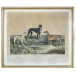 John McGahey, after James Armstrong (British, 19th Century) The Celebrated greyhounds - "Lobelia",