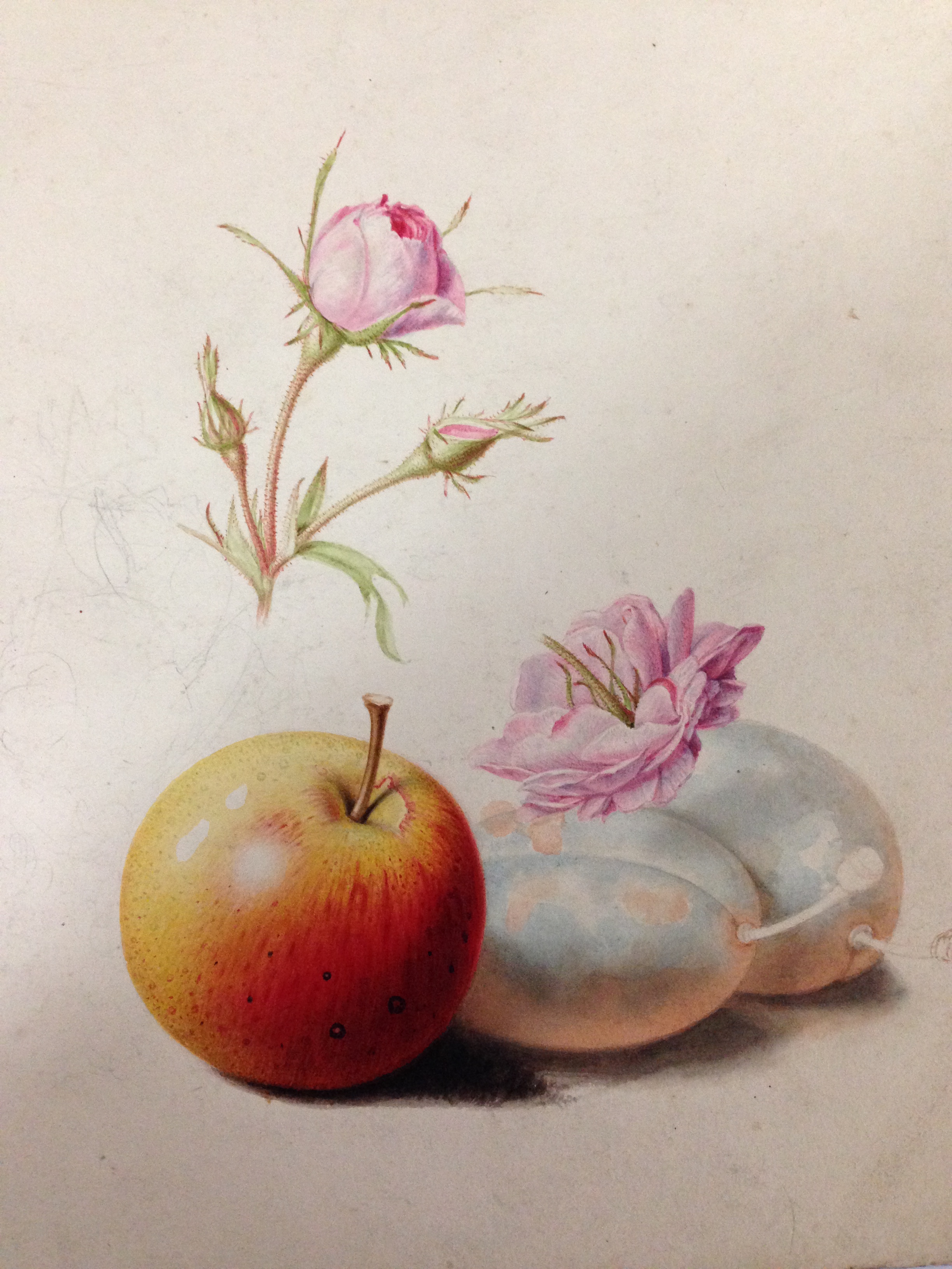 English School (18th Century) Studies of roses, plums, nectarines and apples watercolour, one - Image 4 of 11