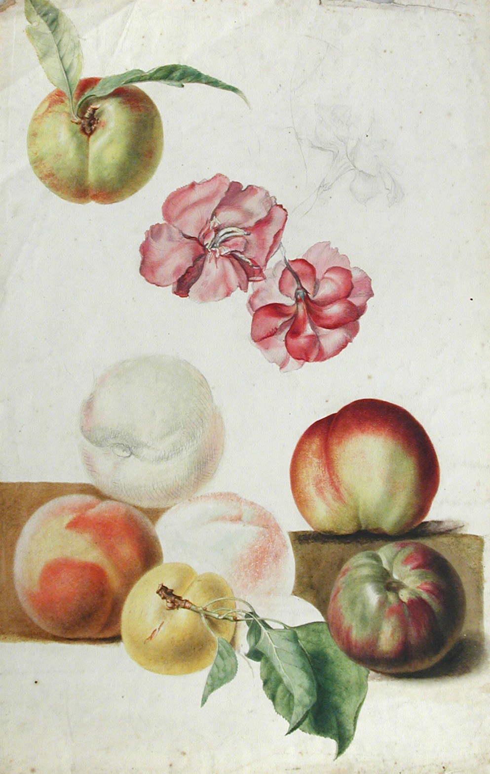 English School (18th Century) Studies of roses, plums, nectarines and apples watercolour, one - Image 2 of 11