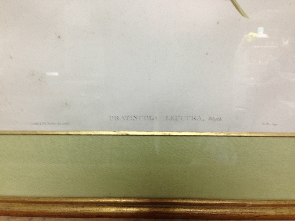 After John Gould (1804-1881) and Henry Constantine Richter (1821-1902) A Vinous-Throated - Image 5 of 10