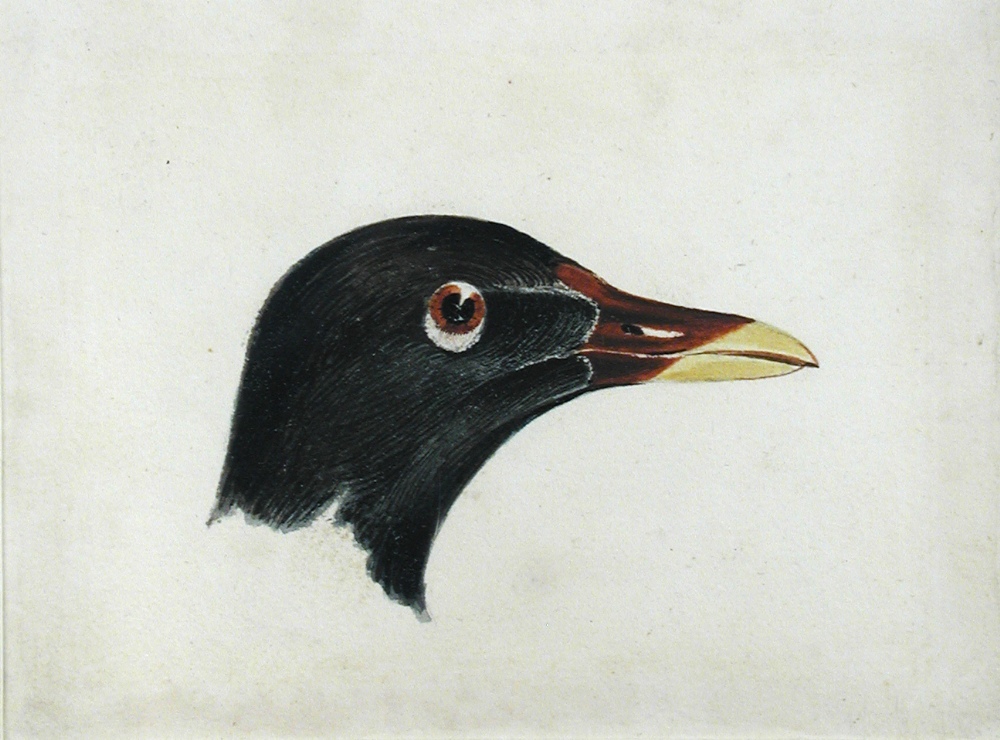 Joseph Mallord William Turner, RA (British, 1775-1851) Study of the head of a Moorhen watercolour,