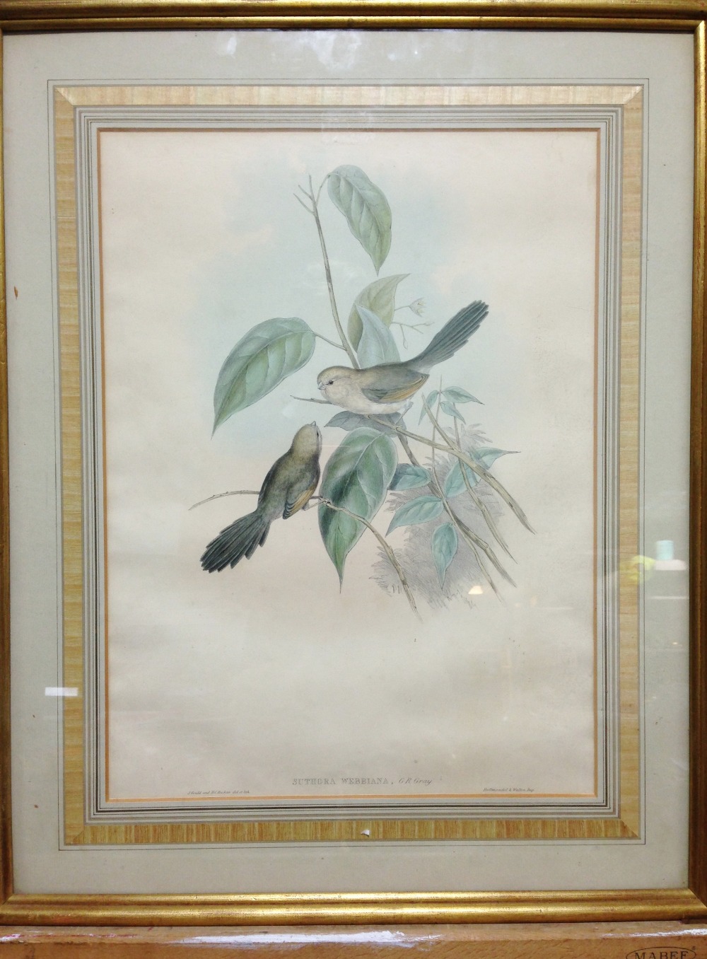 After John Gould (1804-1881) and Henry Constantine Richter (1821-1902) A Vinous-Throated - Image 8 of 10