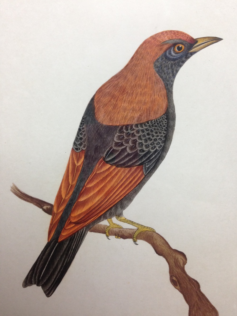 Indian School (19th/20th Century) Four ornothological studies including a Broad-Billed Motmot ( - Image 6 of 10