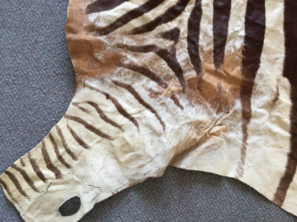 A zebra skin rug, the pelt removed from head to tail, the soft leather back with some patching 300 x - Image 4 of 6