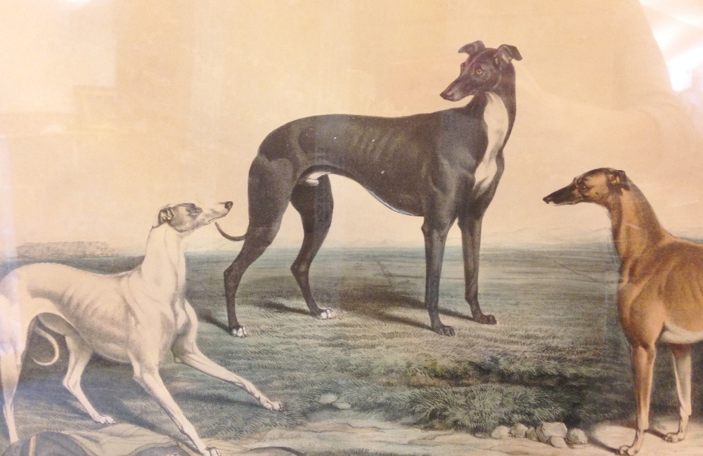 John McGahey, after James Armstrong (British, 19th Century) The Celebrated greyhounds - "Lobelia", - Image 3 of 7