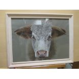 Caroline Labouchere (British, 20th Century), Study of a Hereford Cow, signed "C Laboosh '12", chalk,