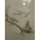 Miss Templeman, four 19th century watercolours of exotic birds, 29.5 x 30.5cm (4)