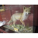 A full mount fox within a display case, 53 x 92 x 36cm