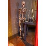 A full height resin skeleton on stand.