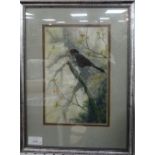 A Watercolour of a blackbird, by Bary Stetchley, framed.