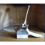 "Shackleton's Whale Bone"; a whale vertebrae, 30in (76cm) high x 40in (101.5cm) wide. Note: