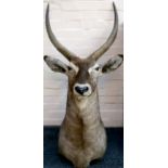 A stuffed and trophy mounted water buck with a fine set of horns, approx. 148 from tip of horns to