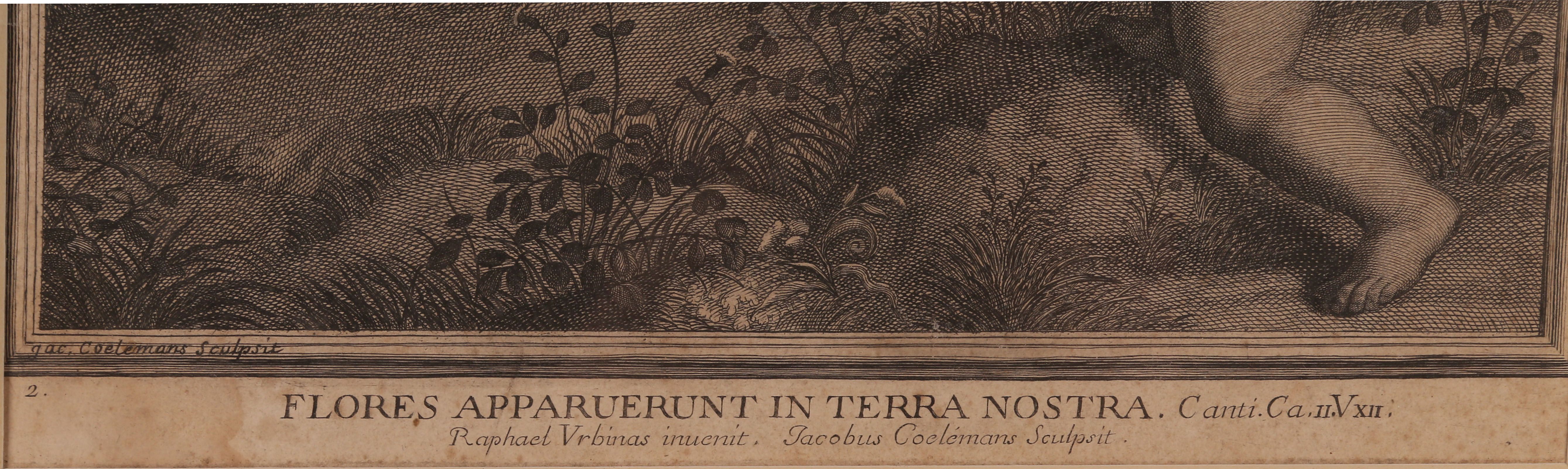 An 18th Century engraving after Raphael by Jacobus Coelemans, titled 'Flores Apparuerunt in Terra - Bild 2 aus 3