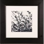 A set of eleven framed monochrome prints of foliage, 8 x 8". (11)