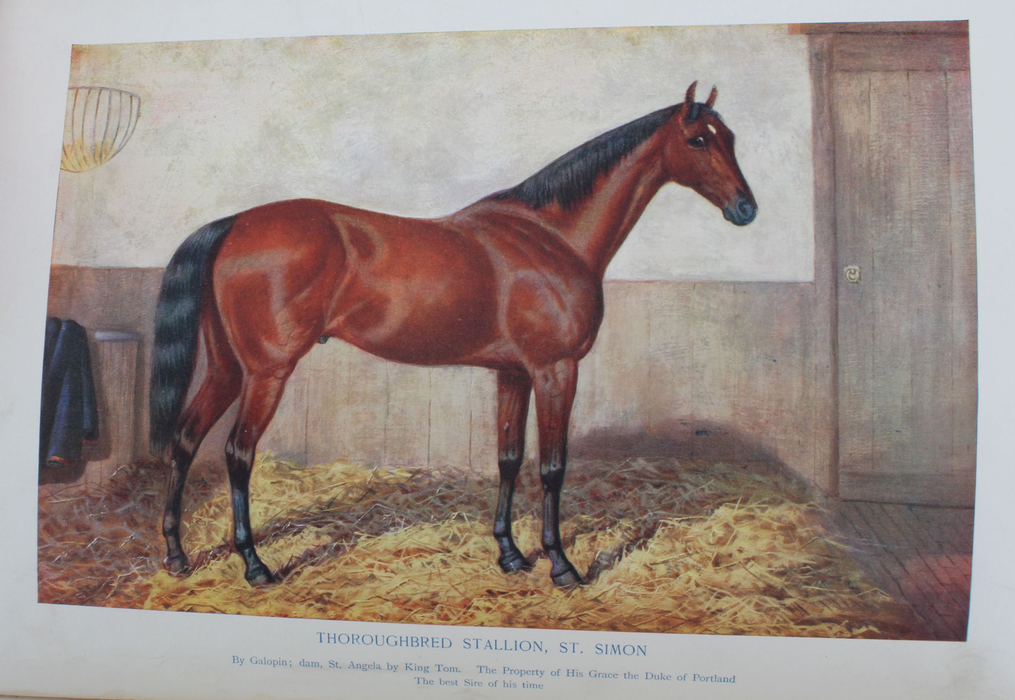 AXE, J. Wortley (editor).  The Horse. Its Treatment in Health and Disease. London: Gresham, 1905. - Image 2 of 2