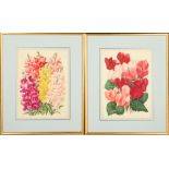 A colourful study of Cyclamen, according to label verso thought to be an illustration for the