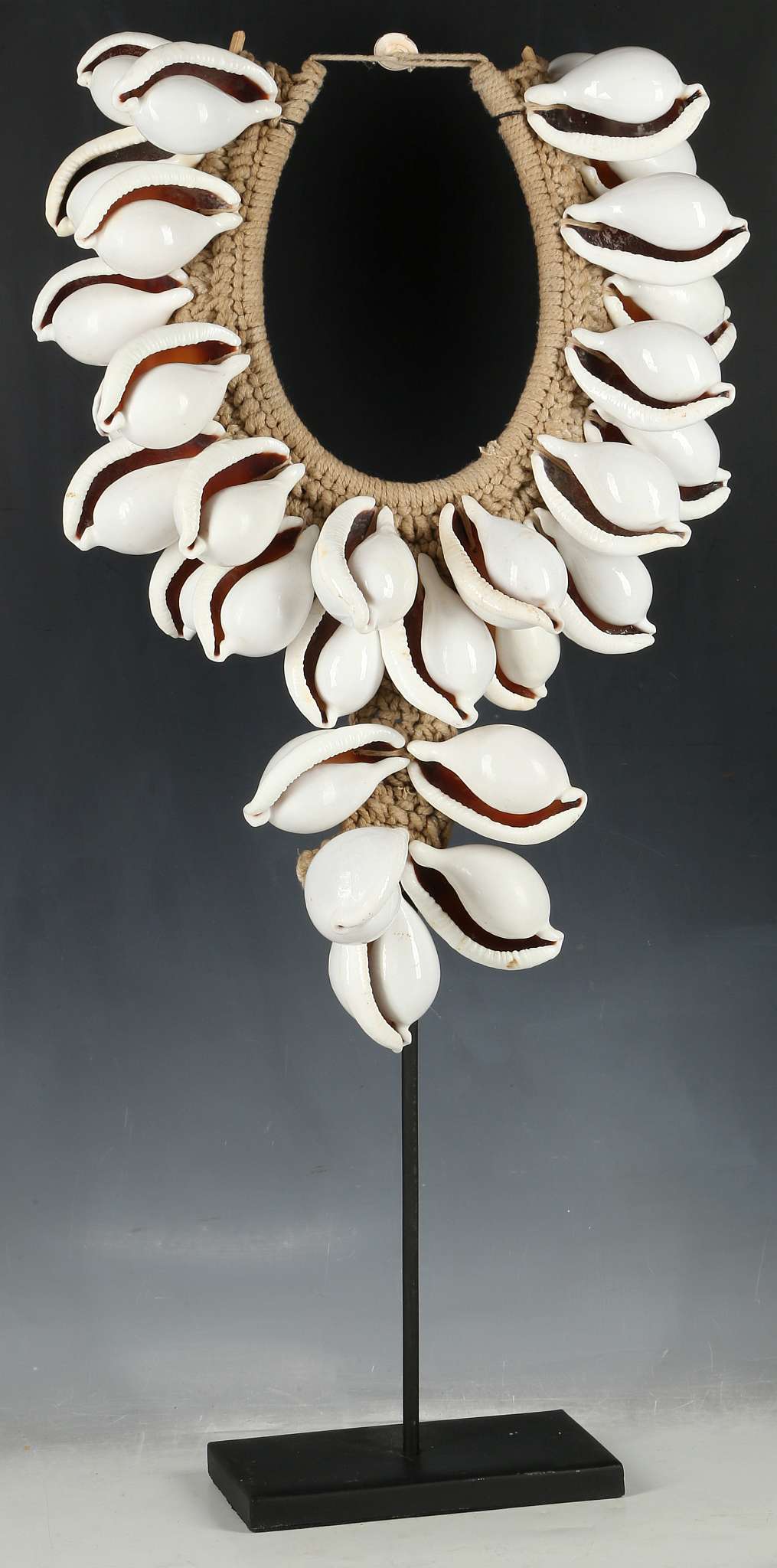 Oceanic interest; Papua New Guinea cowrie shell necklace, each shell approx 8cm.