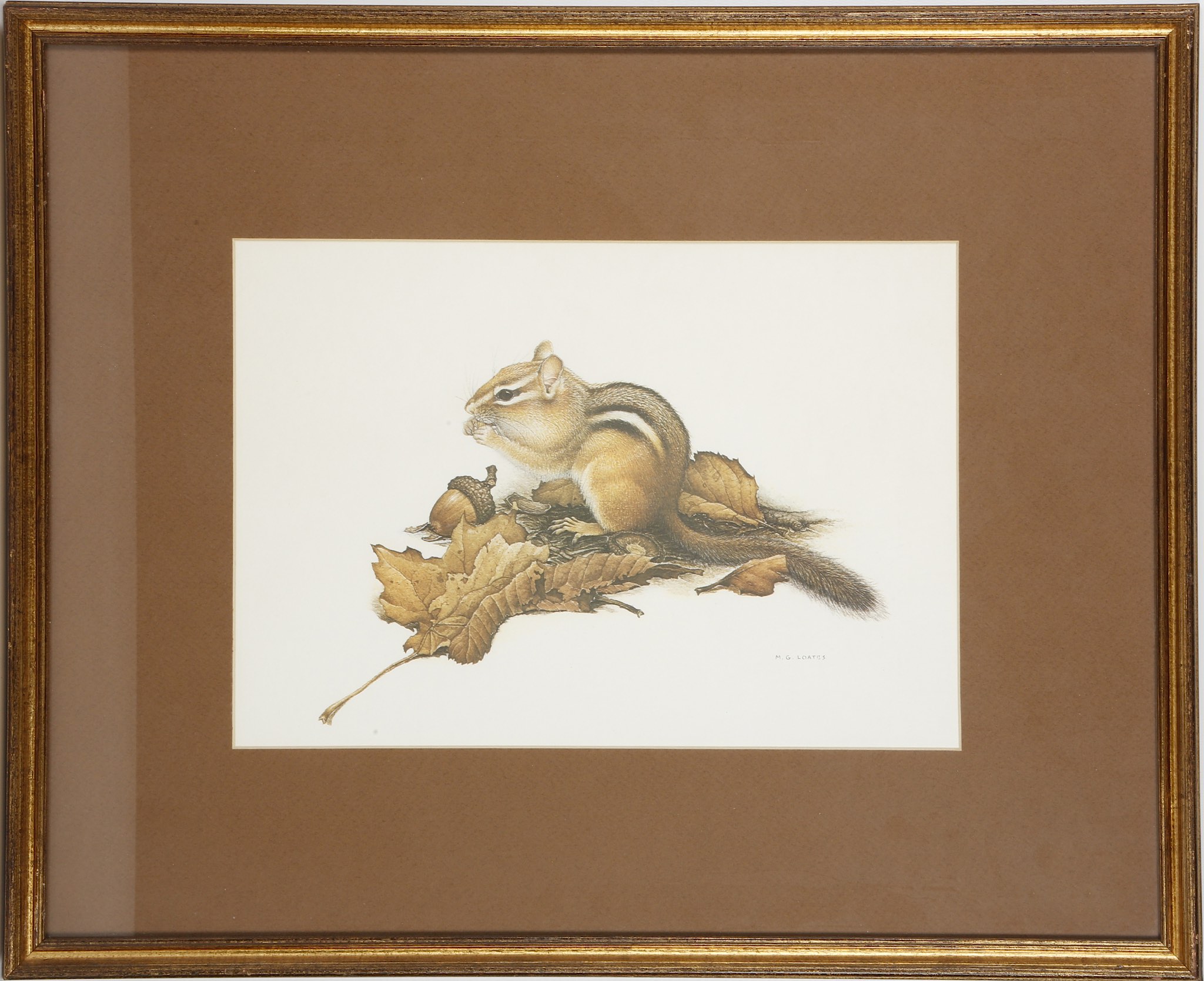 After M.G. Loates, studies of chipmunk, squirrel, woodpecker, fox, prints, Cecil Aldin study of - Image 2 of 4