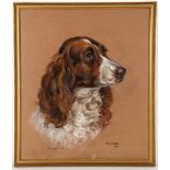 Marjory Cox (1915-2003), 'Maisie', Pastel portrait of a liver coloured springer spaniel on brown