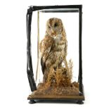 Taxidermy; Tawny owl in naturalistic setting, case