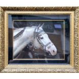 An ornate gilt framed oil painting study portrait of a horse with finery headdress, 28 x 38cm