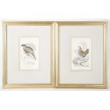 A set of 6 ornithological, 19th century, coloured