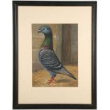 An ebonised framed wildlife oil painting study of a rare breed racing pigeon, oils on board, an
