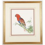 Two pairs of decorative framed coloured prints of cockatoos, a cockatiel, etc., the largest 33cm x