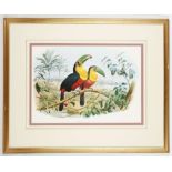 Edouard Travies, three coloured prints of exotic birds, icnluding toucans, etc., all framed, mounted