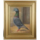 An oil painting study of a racing pigeon, in gilded frame, 38.5 x 29cm