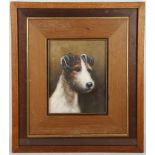 An oil on board study of a Jack Russell Terrier, 24 x 18cm