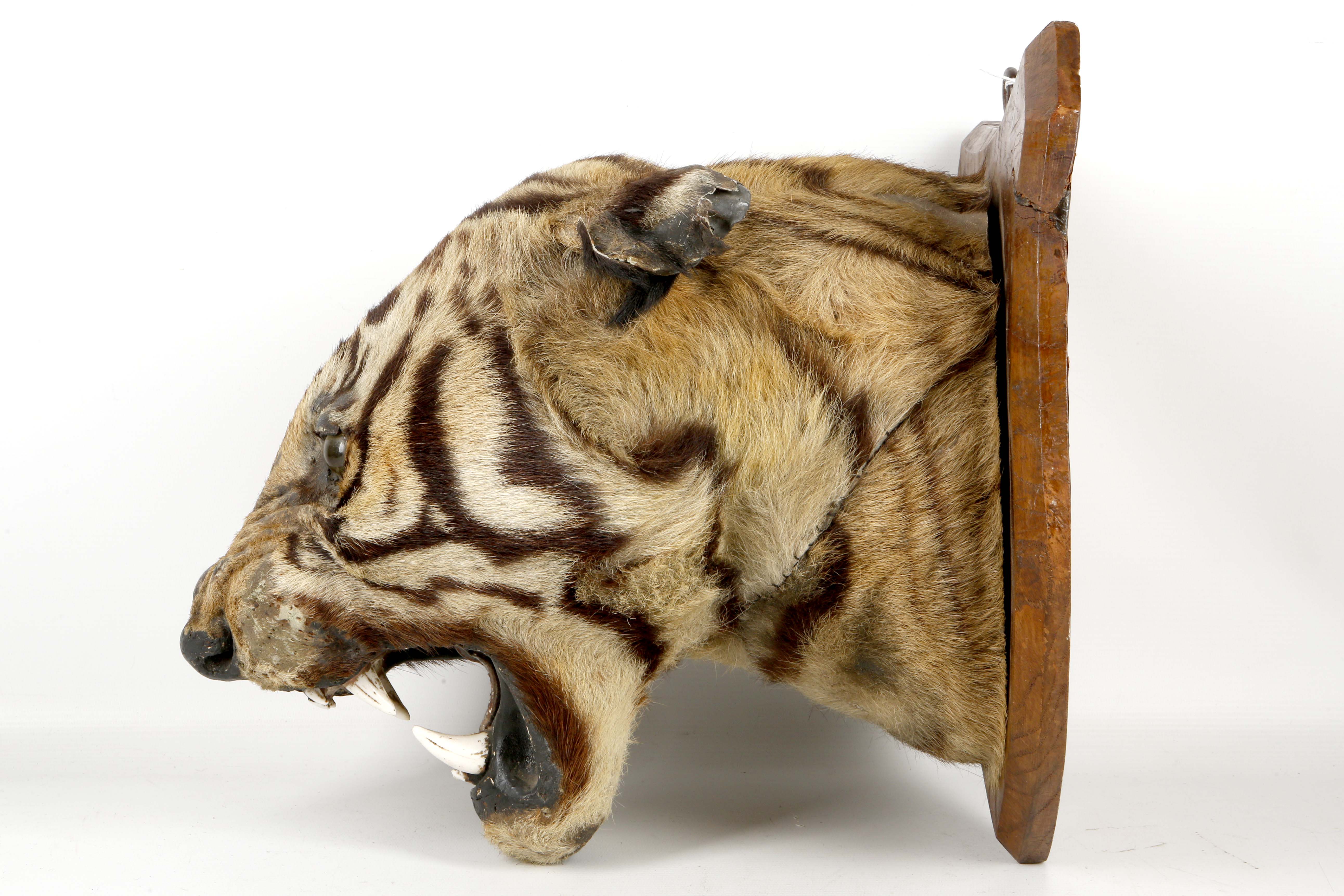 An antique taxidermed tiger's head trophy, mounted on an oak shield with plaque - Image 2 of 2