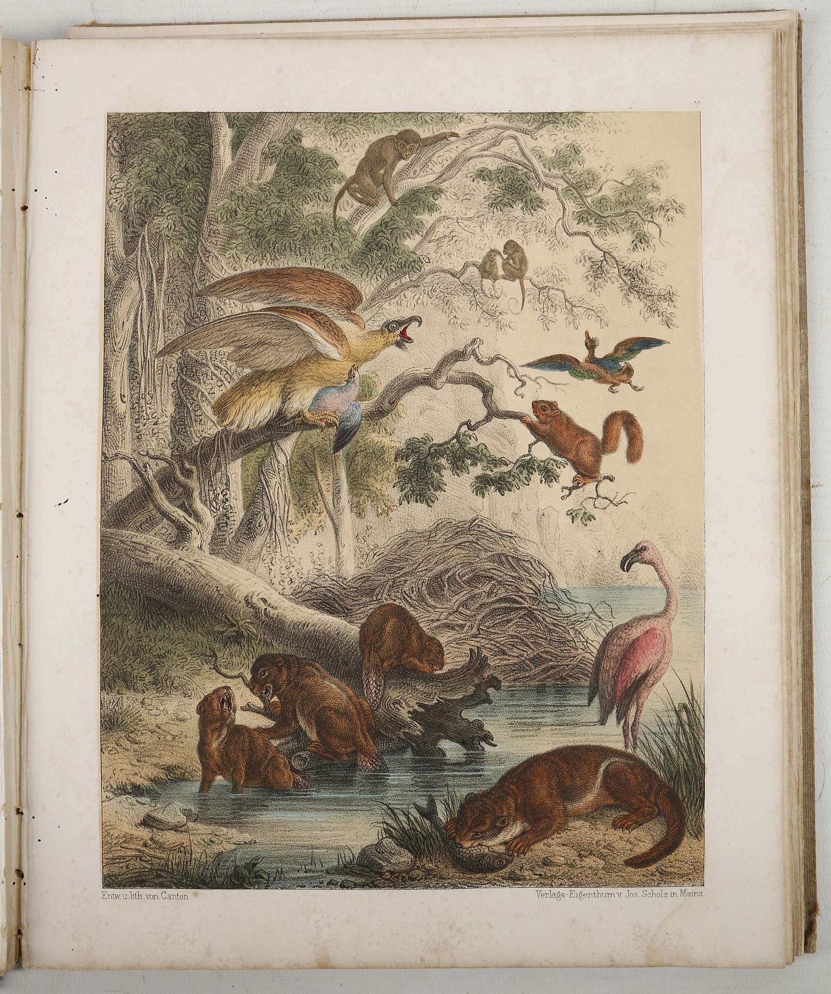 [ANON]. The Zoological Garden, An Invitation to the Youth of both Sexes to Contemplate Animated - Image 2 of 3