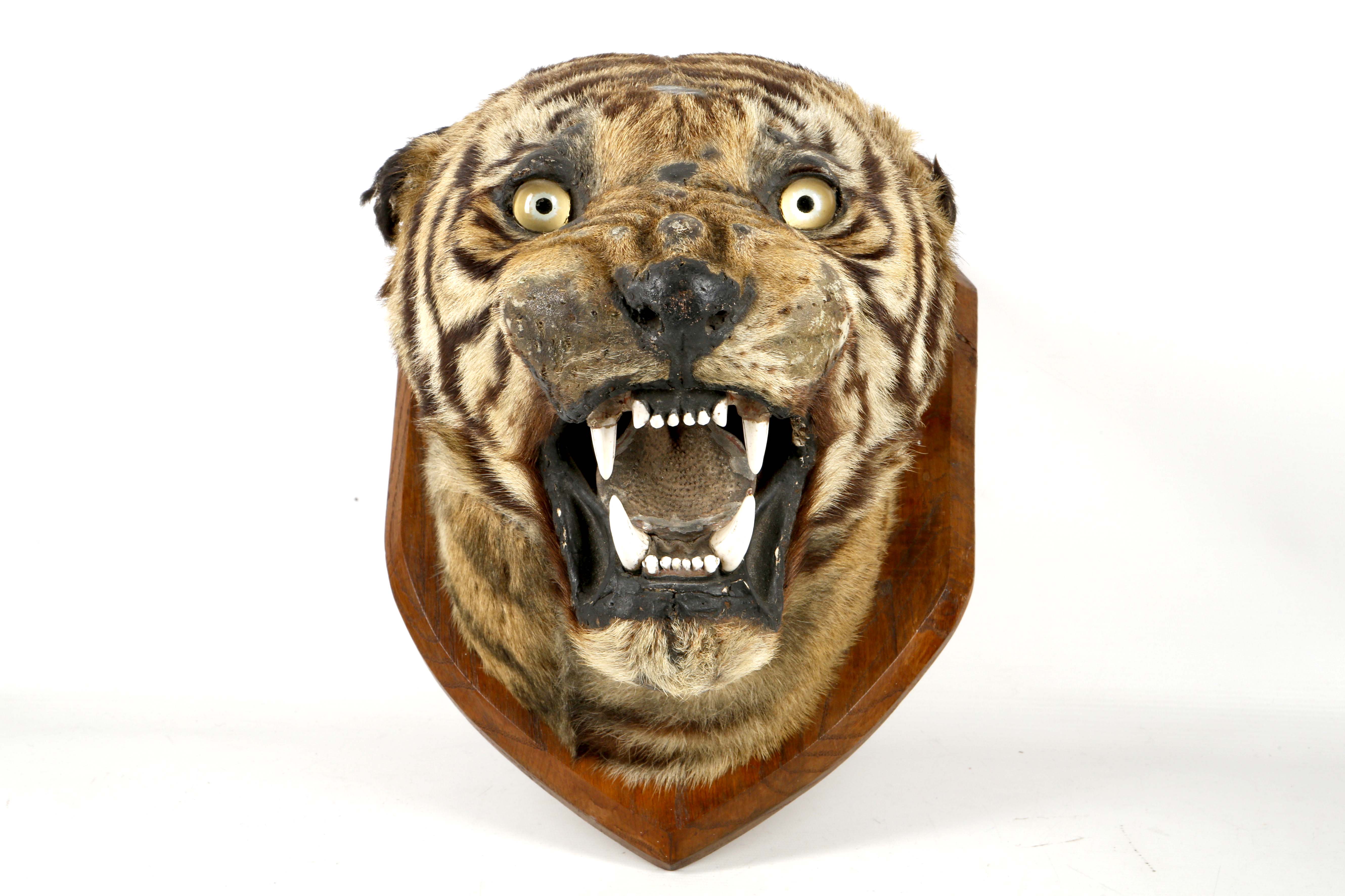 An antique taxidermed tiger's head trophy, mounted on an oak shield with plaque