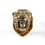 An antique taxidermed tiger's head trophy, mounted on an oak shield with plaque