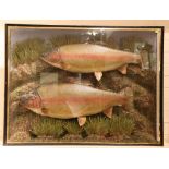 John Marshall - Taxidermist, a magnified, stuffed and mounted, brace of Rainbow Trout, caught by Jim