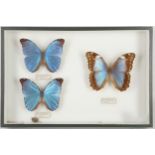 Butterflies; Brazil Blue Morpho Menalaus, Madagasc