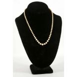 Pearls graduated, necklace with ruby and diamond c