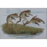 Dancing Frogs/pair of cartoons/chromolithograph,