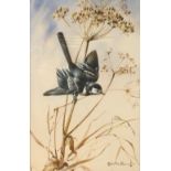 [ARR] Edwin Penny (British, born 1930)/Pied Wagtail Perched on Wild Flowers/signed/ watercolour,