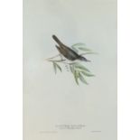 After J and E Gould/Olive-Tree Salicaria/Barred Warbler/Moustached and Aquatic Warblers/printed by