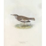 After J and E Gould/Bifasciated Lark/Crested Lark/Calandra Lark/printed by Hullmandel from The