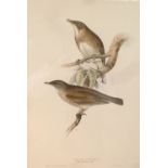 After J and E Gould/Pallid Thrush/Rock Thrush/Blue Thrush/printed by Hullmandel from The Birds of