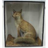 A taxidermy display of a seated fox, 19th Century, the case with glazed front,