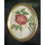 19th Century English School/Roses/watercolour,